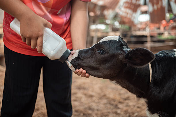 Calf Growth Supplement